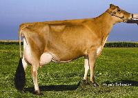 AviLancheIronManViolet16194RSID