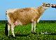 CDFDominicanImpulsR626ETRSID_Medium