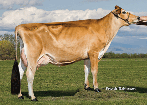 KashInPlus41433{6}PET